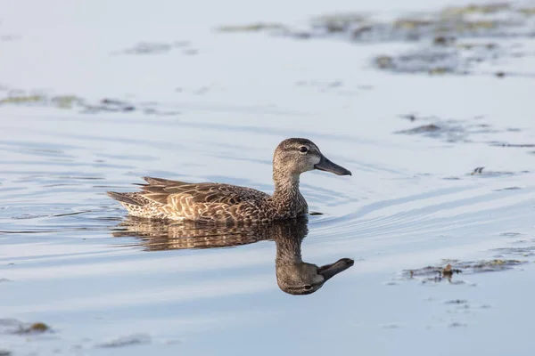 Blue Winged Teal Richmond Canada — Stock Photo, Image