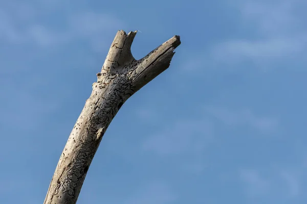 Гілка Мертвого Дерева Блакитним Небом Фону — стокове фото