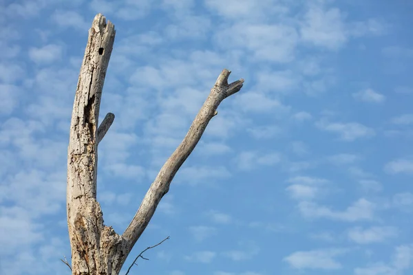 Branche Arbre Mort Avec Ciel Bleu Pour Arrière Plan — Photo