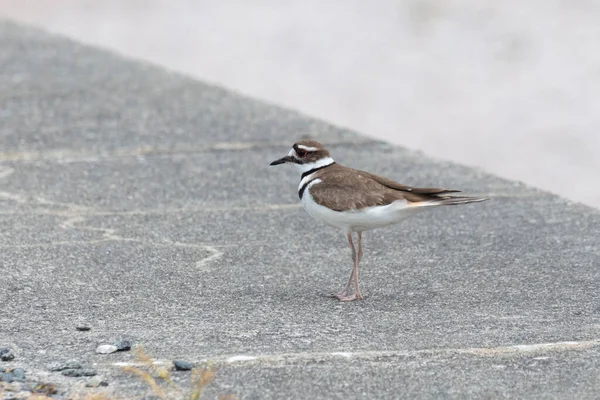 Killdeer Plover Bird Richmond Canada — Foto Stock