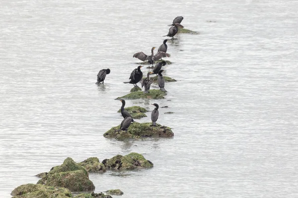 Doppelhaubenkormoran Bei Richmond Britisch Columbia Kanada — Stockfoto