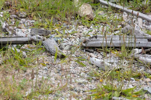 Killdeer Nest Eggs Richmond Canada — Stock Photo, Image