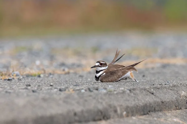 Killdeer Protegge Uova Gioca Feriti Richmond Canada — Foto Stock