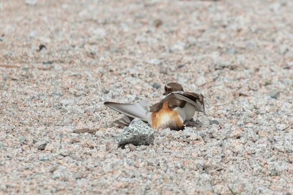 Killdeer Protege Los Huevos Juega Lesionado Richmond Canada — Foto de Stock