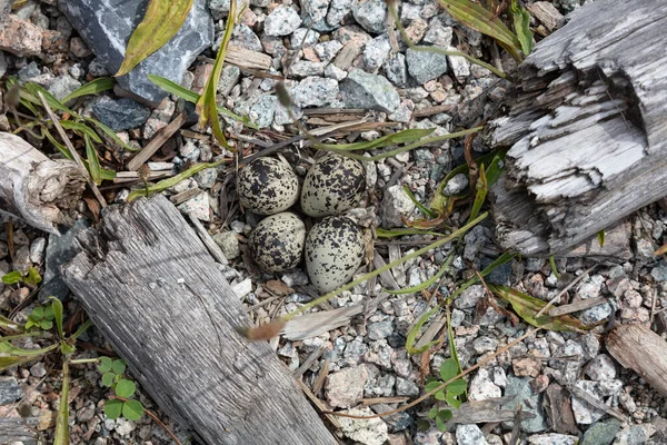 Killdeer Nest Eggs Richmond Canada — Stock Photo, Image