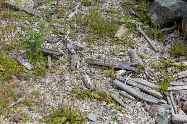 リッチモンドのキルシカの巣と卵 Canada — ストック写真