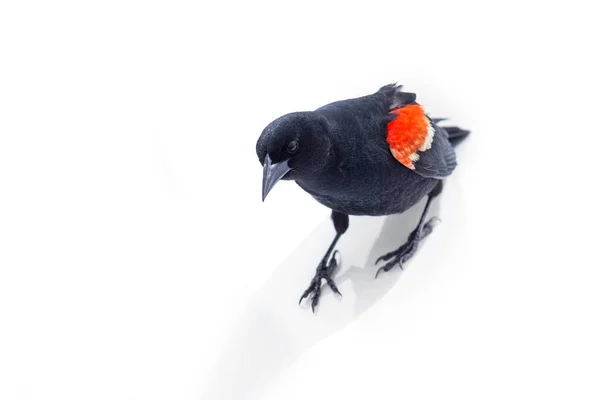 リッチモンド ブリティッシュ コロンビア州の孤立した赤い翼の黒い鳥カナダ — ストック写真
