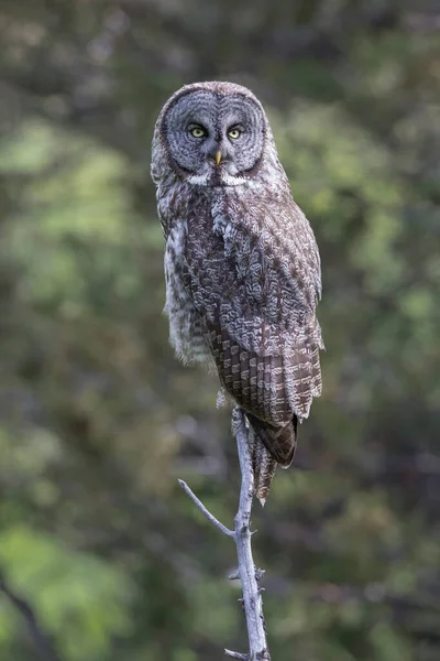 Great Gray Owl Empoleirado Interior Colúmbia Britânica Canadá — Fotografia de Stock