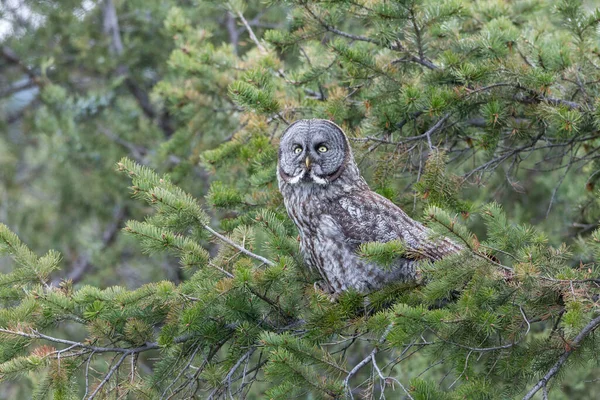 Büyük Gri Baykuş, Kanada 'nın iç kısımlarında İngiltere' ye tünemiş.