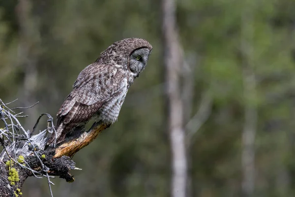 Great Gray Owl Empoleirado Interior Colúmbia Britânica Canadá — Fotografia de Stock