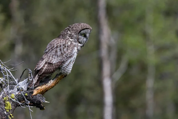 Great Gray Owl Sedící Britské Columbia Interiéru Kanada — Stock fotografie