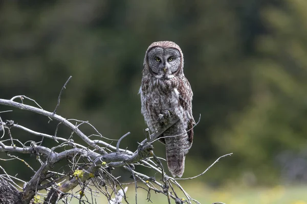 Great Gray Owl Sedící Britské Columbia Interiéru Kanada — Stock fotografie