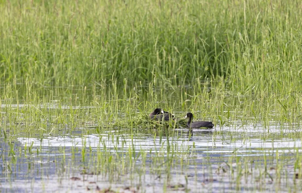 American Coot Nest British Columbia Interior Canada — Stock Photo, Image