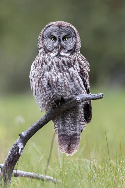 Great Gray Owl Empoleirado Interior Colúmbia Britânica Canadá — Fotografia de Stock