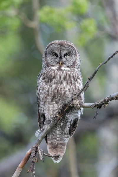 Great Gray Owl Sedící Britské Columbia Interiéru Kanada — Stock fotografie