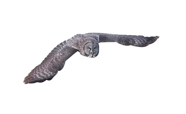 Flying Great Gray Owl Interior Columbia Británica Canadá —  Fotos de Stock