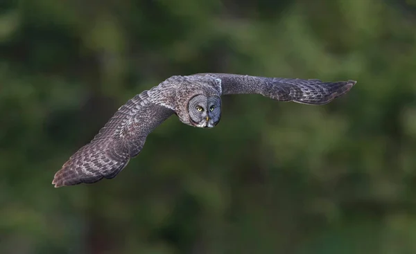 Flying Great Gray Owl Interior Columbia Británica Canadá —  Fotos de Stock