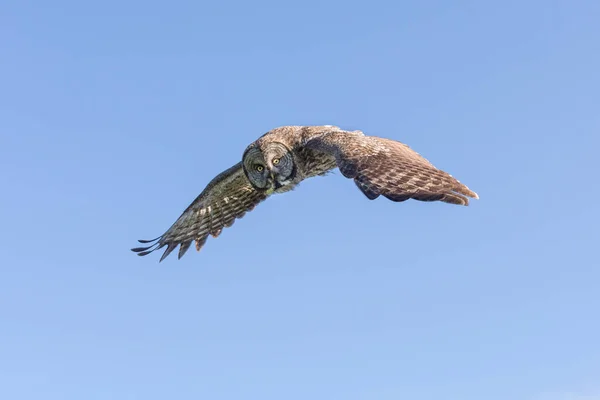 Flying Great Gray Owl Interiorul Columbiei Britanice Canada — Fotografie, imagine de stoc