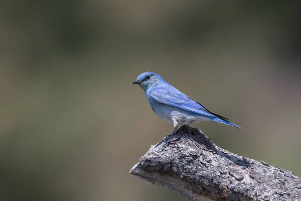 Mountain Bluebird Uppflugen Brittisk Columbia Interiör Kanada — Stockfoto