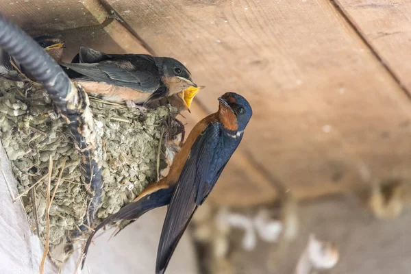 Schuur Slikken Nest Kuikens Richmond Canada — Stockfoto