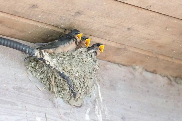 Schuur Slikken Nest Kuikens Richmond Canada — Stockfoto