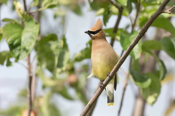 Cedar Waxwing Bird Richmond Canada — 스톡 사진