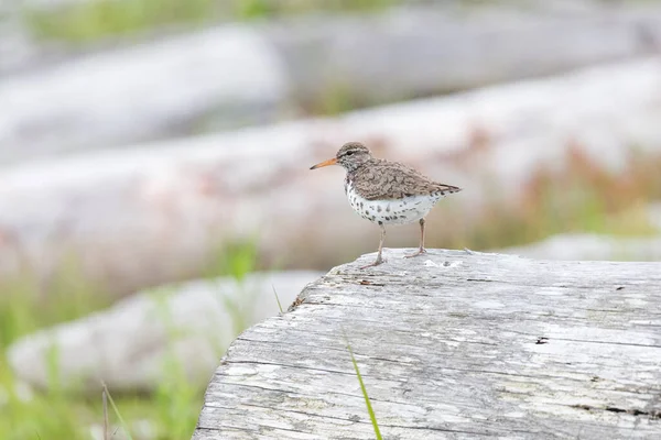 Flekkete Sandpiper Fugl Ved Richmond Britisk Columbia Canada – stockfoto