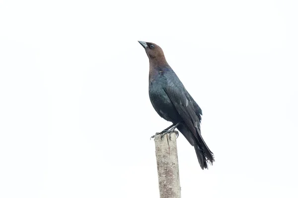 Cowbird Cabeça Castanha Isolado Richmond Colúmbia Britânica Canadá — Fotografia de Stock