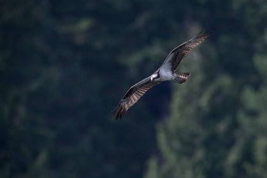 Pitt Meadows BC Kanada Uçuşunda Osprey