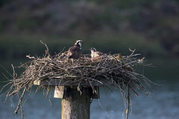 Osprey Nest Pitt Meadows Canada — стокове фото