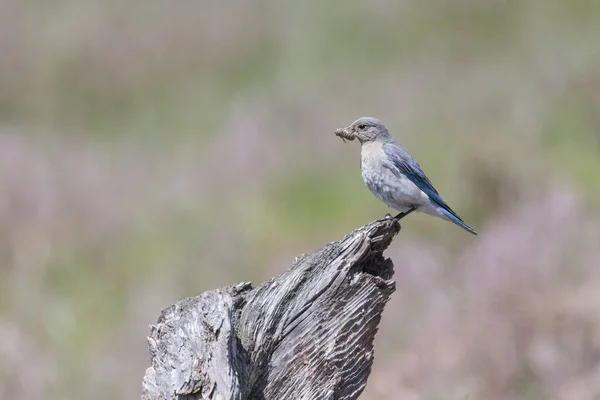 Kobieta Mountain Bluebird Perched British Columbia Interior Kanada — Zdjęcie stockowe