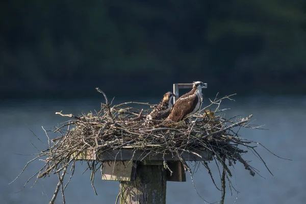 Osprey Nest Bij Pitt Meadows Canada — Stockfoto