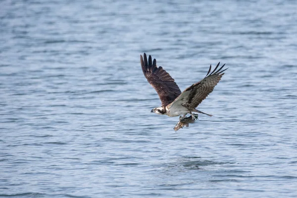 Osprey Voo Com Peixes Pitt Meadows Brasil — Fotografia de Stock