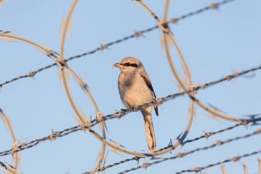 Kuzey Shrike Kuşu MÖ Vancouver 'da Kanada, YVR' a yakın.