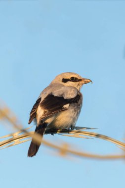 Kuzey Shrike Kuşu MÖ Vancouver 'da Kanada, YVR' a yakın.