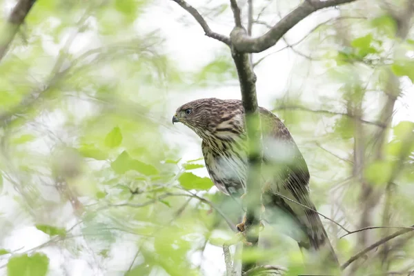 Falco Del Giovane Cooper Alla Columbia Britannica Canada — Foto Stock