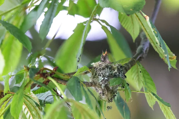 Rufous Hummingbird Nest Delta Canada — Stock Photo, Image