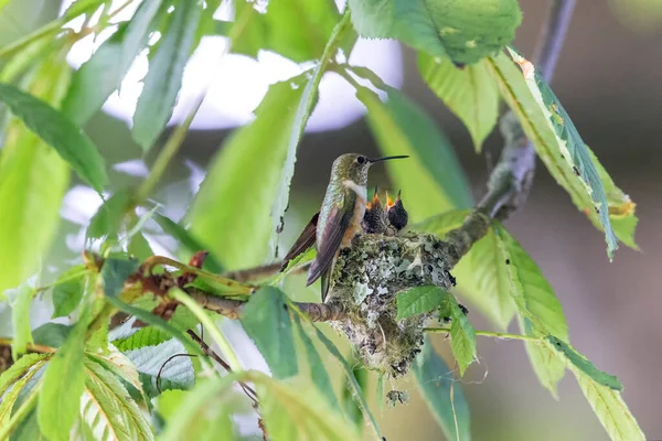 Rufous Gniazdo Kolibra Delta Kanada — Zdjęcie stockowe