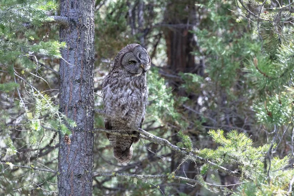 Great Gray Owl Perched British Columbia Interior Kanada — Zdjęcie stockowe
