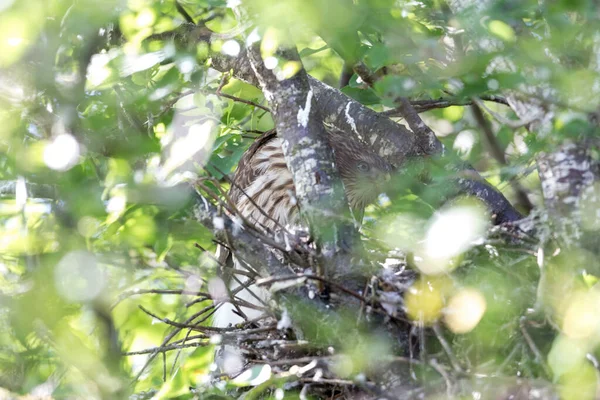 Ястреб Купера Гнездо Британской Колумбии Канада — стоковое фото