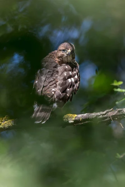 ブリティッシュ コロンビア州の少年クーパーの鷹カナダ — ストック写真