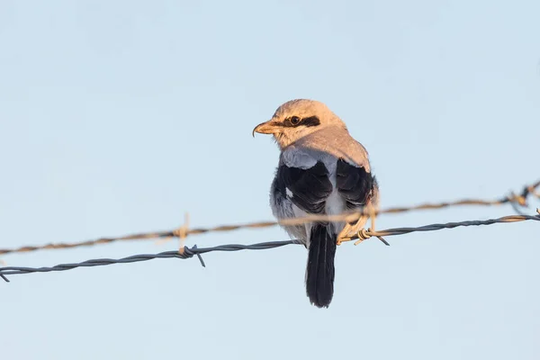 温哥华不列颠哥伦比亚北部的Shrike鸟 靠近Yvr — 图库照片