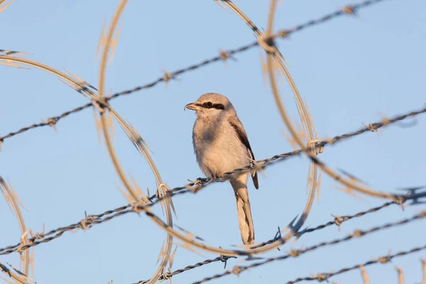 Northern Shrike bird at Vancouver BC Canada, close to YVR