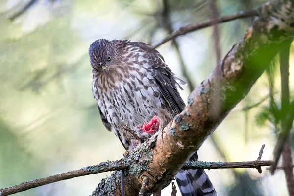 Juvenile Cooper Şahini Fare Yiyor Ngiliz Kolombiya Kanada — Stok fotoğraf