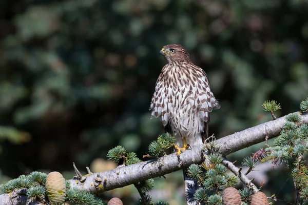 Juvenile Cooper Hawk British Columbia Canada — Stock Photo, Image