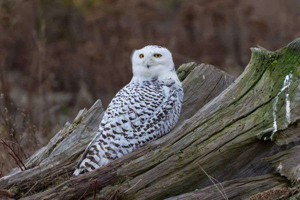 Snowy Owl Bird Vancouver Canada — Foto de Stock