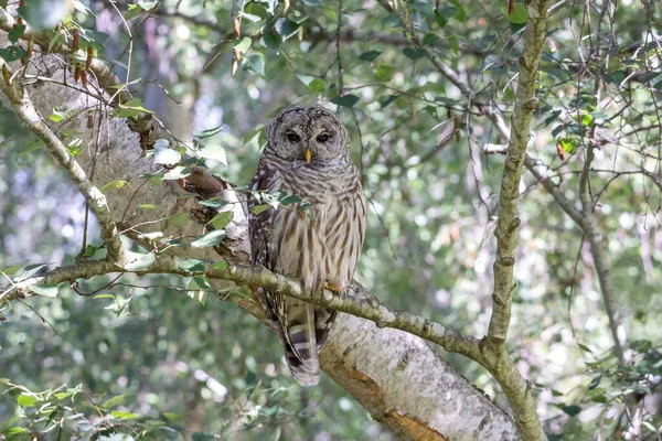 少年はリッチモンドでフクロウ鳥を禁止 Canada ストックフォト