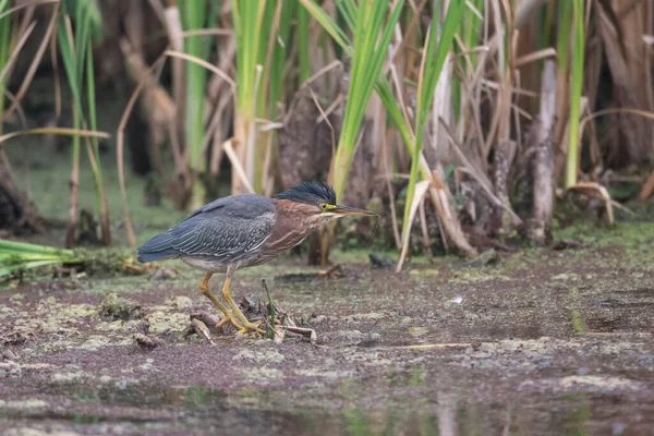 Green Heron Bird Richmond Canada — стокове фото