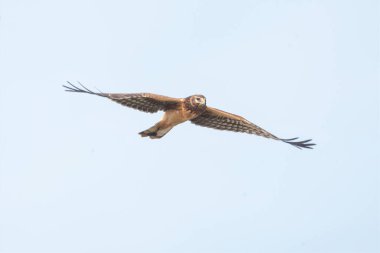 Dişi kuzey harrier şahini MÖ Richmond Kanada 'da, 