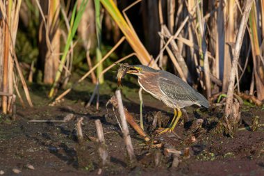 MÖ Richmond Kanada 'da yeşil balıkçıl kuşu., 
